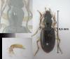 Sinechostictus elongatus
